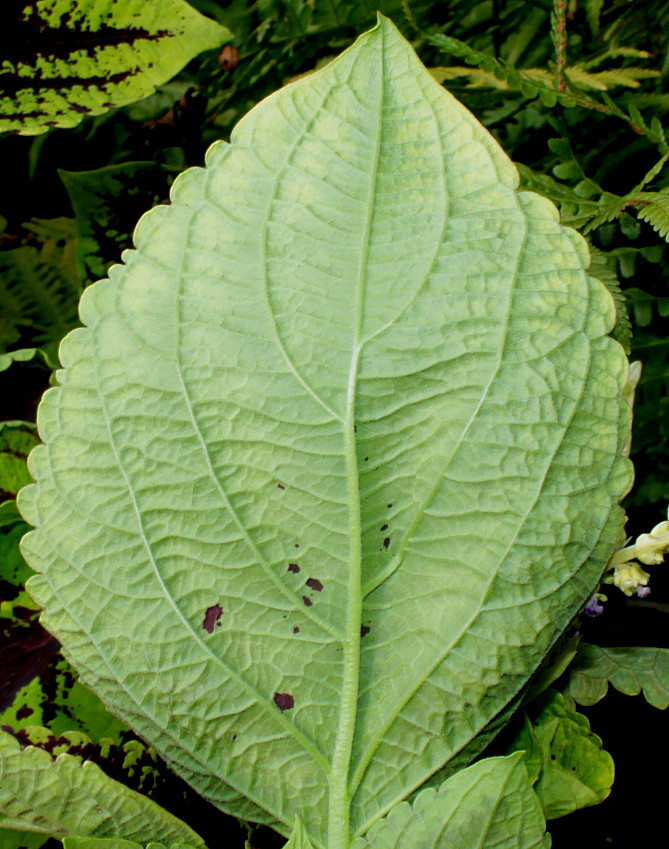 Image of Coleus scutellarioides specimen.