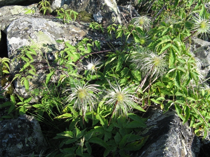 Image of Atragene sibirica specimen.