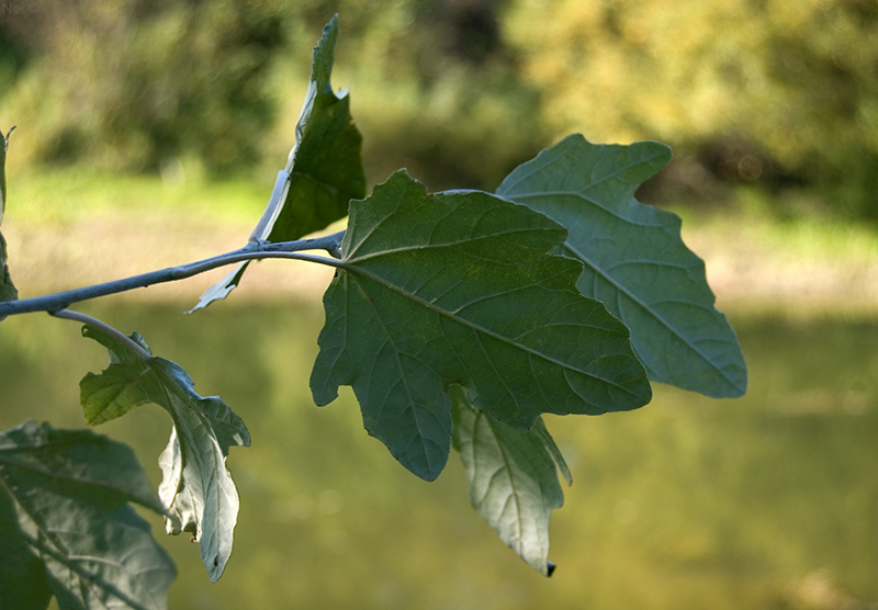 Image of Populus alba specimen.