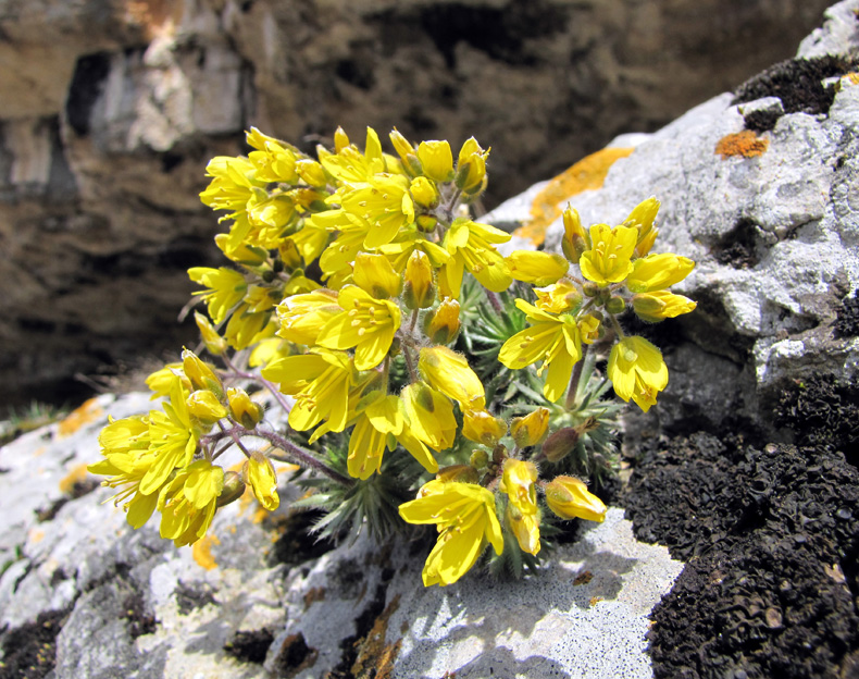 Изображение особи Draba cuspidata.