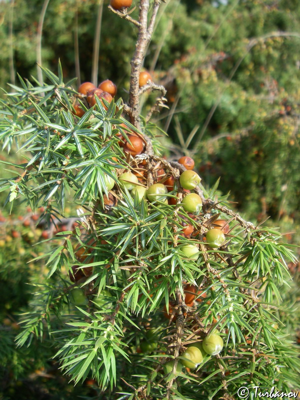 Image of Juniperus deltoides specimen.