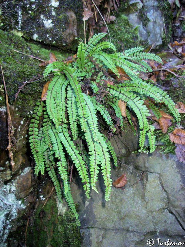 Image of Asplenium trichomanes specimen.