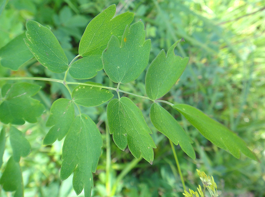 Изображение особи Thalictrum minus.