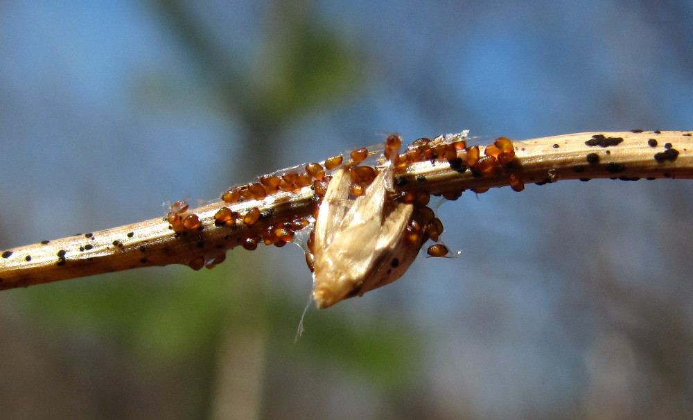 Image of Juncus filiformis specimen.