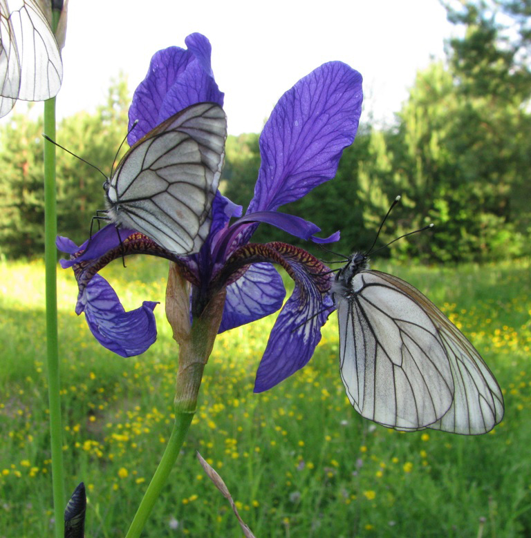 Image of Iris sibirica specimen.