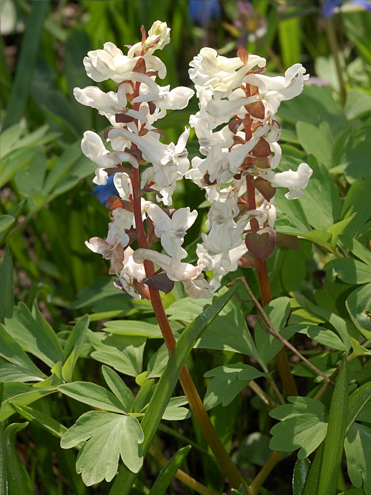 Image of Corydalis cava specimen.