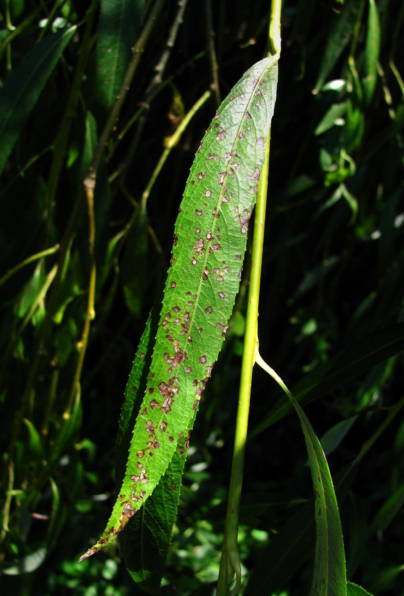 Image of Salix babylonica specimen.