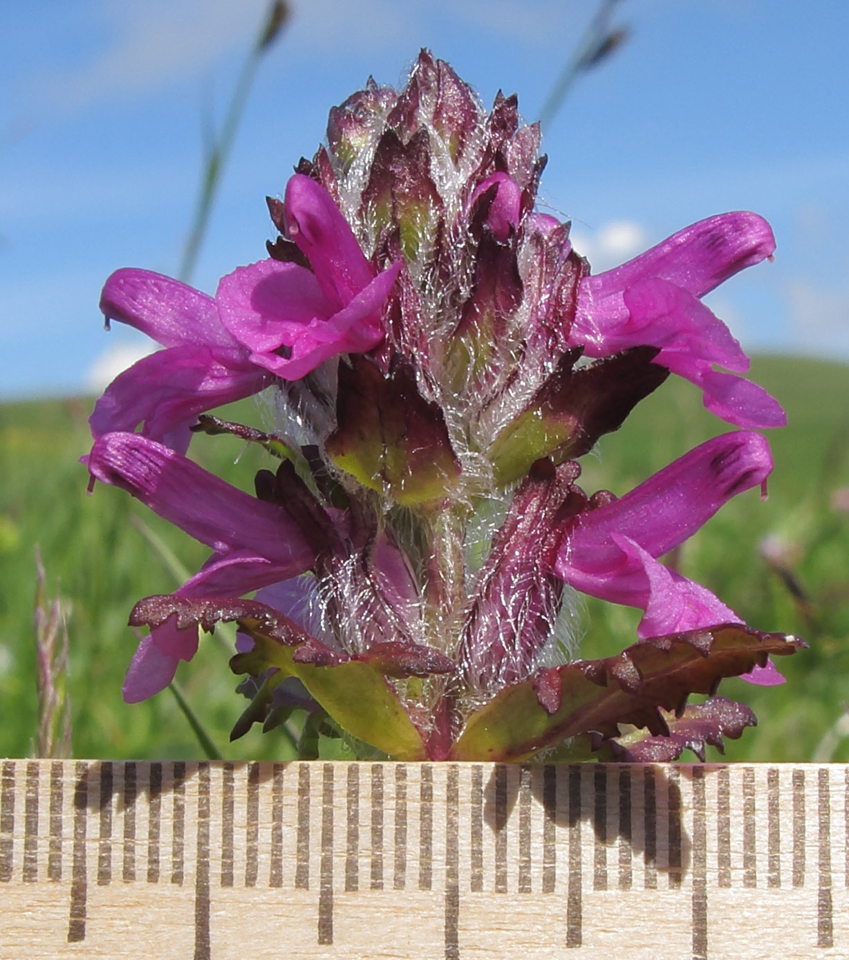 Image of Pedicularis caucasica specimen.