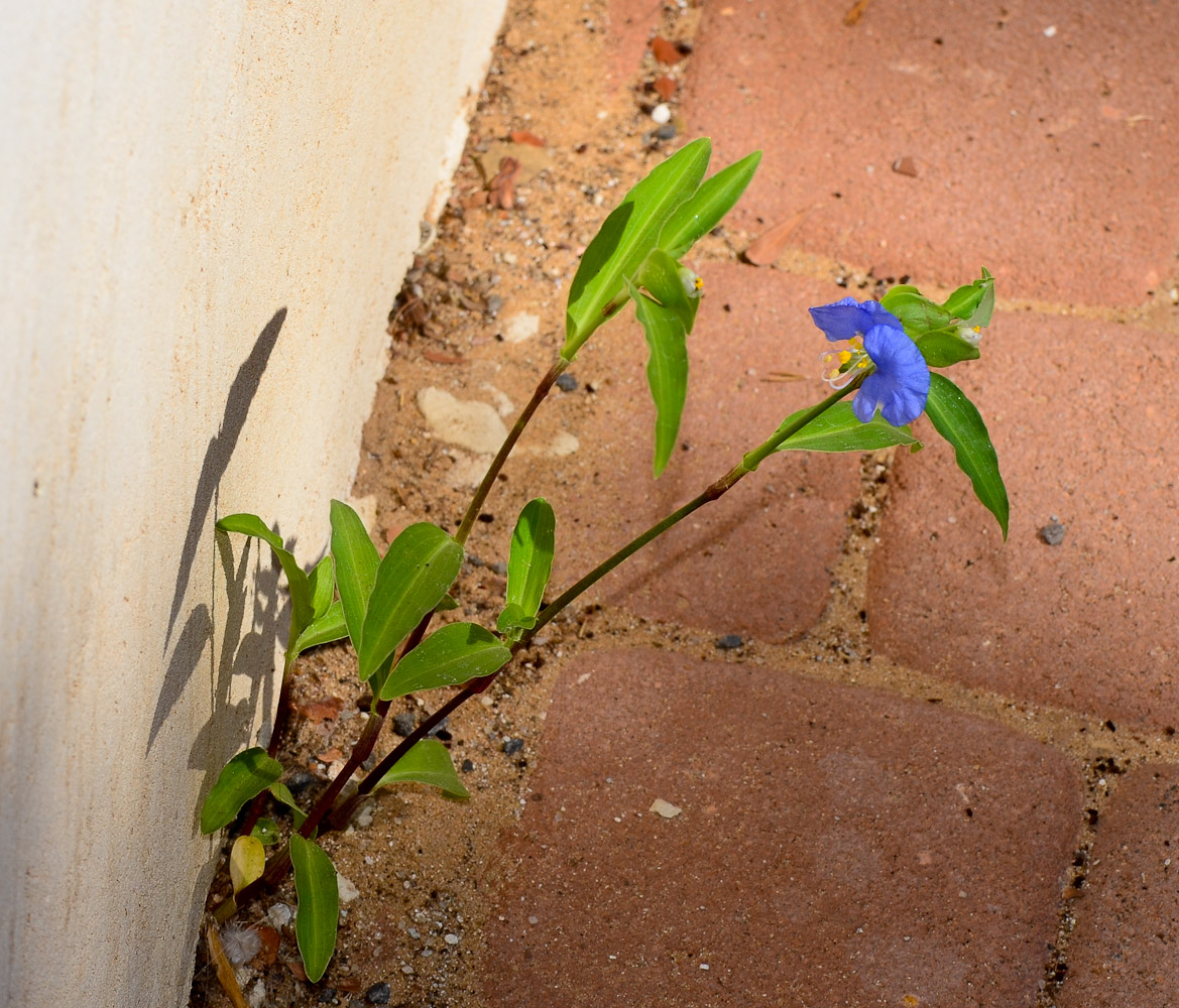 Image of Commelina erecta specimen.