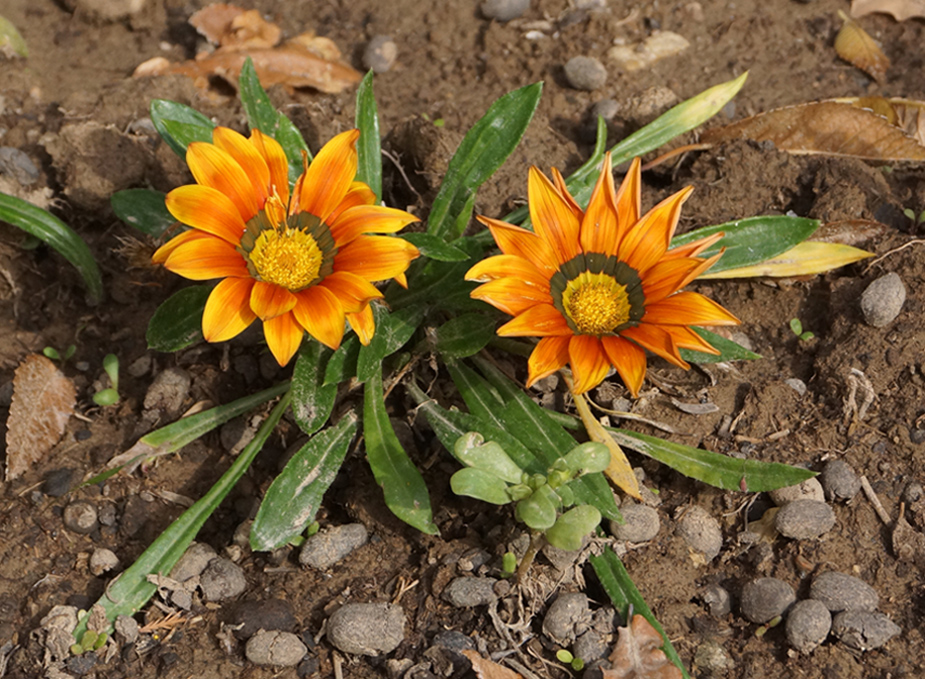 Image of genus Gazania specimen.