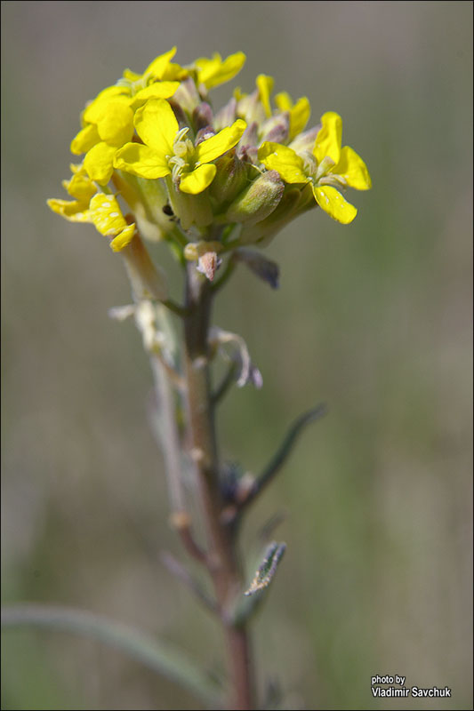 Image of Erysimum canescens specimen.