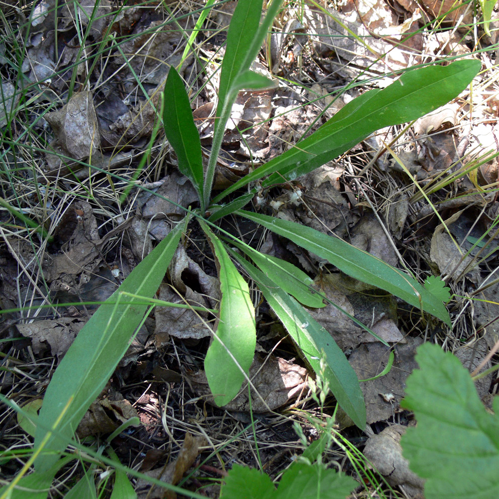 Image of genus Pilosella specimen.