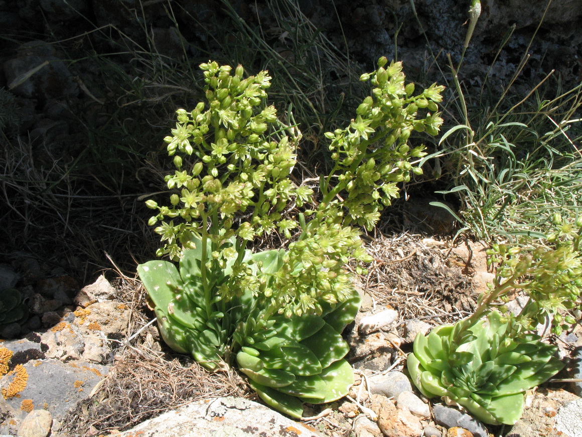 Image of Rosularia glabra specimen.