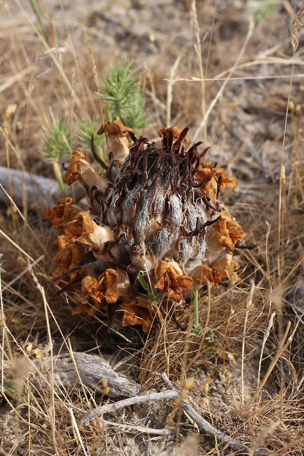 Image of Cistanche salsa specimen.