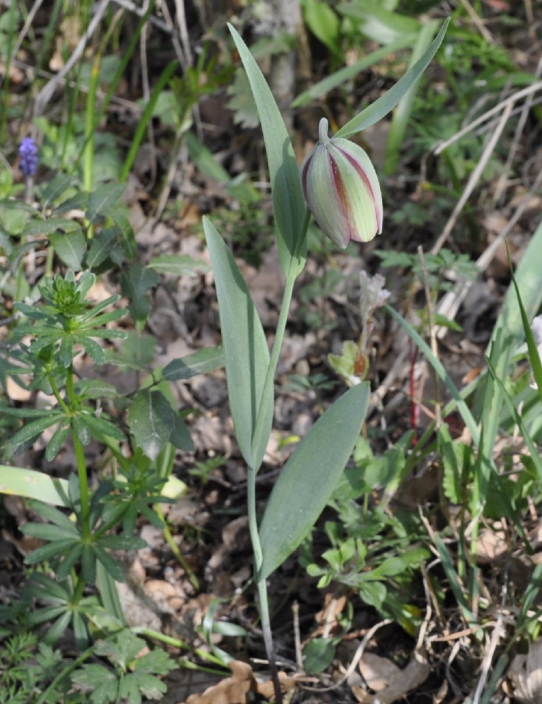 Image of Fritillaria gussichiae specimen.