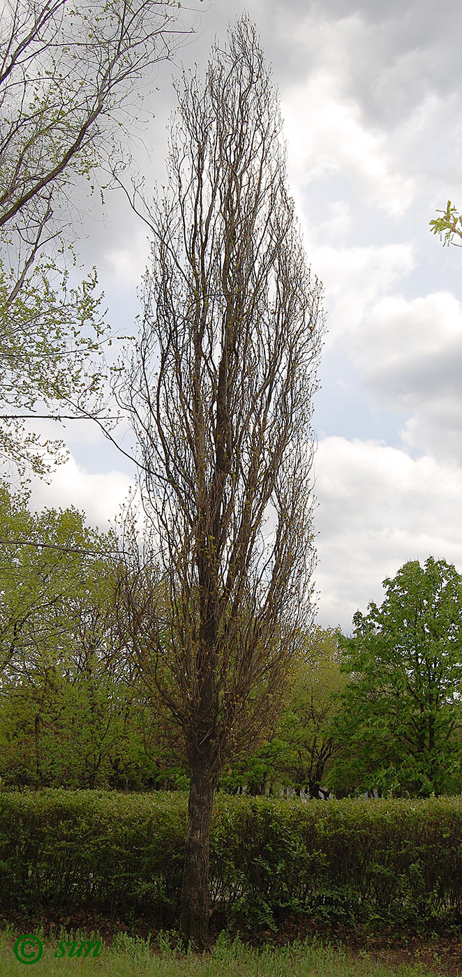 Image of Quercus robur f. fastigiata specimen.