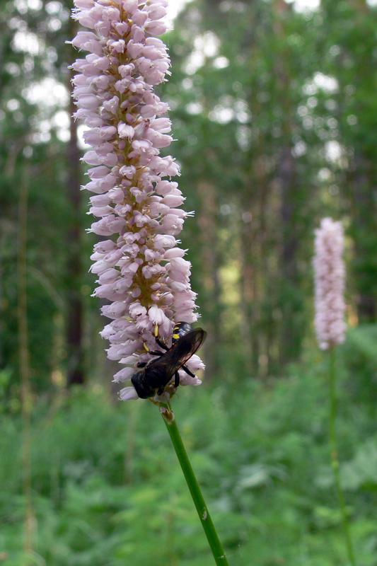 Image of Bistorta officinalis specimen.