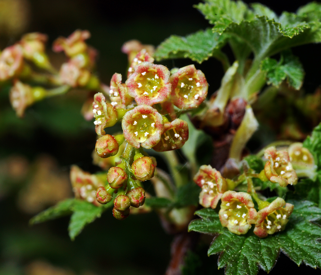 Изображение особи Ribes rubrum.