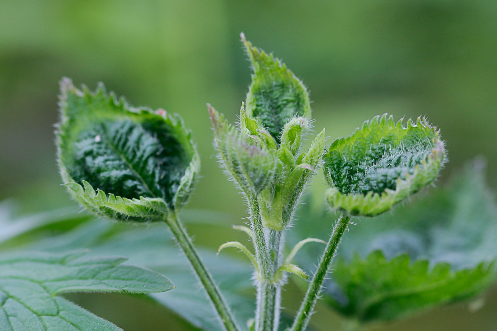 Изображение особи Urtica dioica.