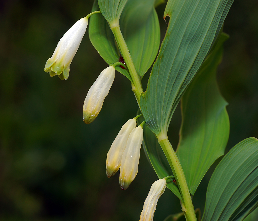 Image of Polygonatum multiflorum specimen.