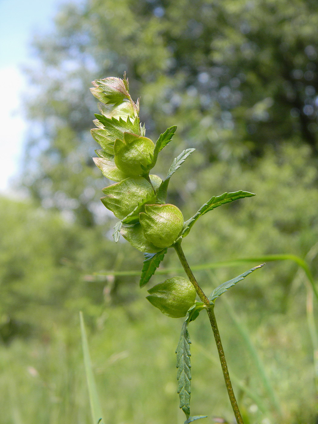 Изображение особи Rhinanthus minor.