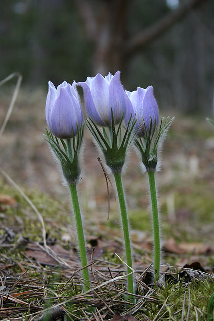 Image of Pulsatilla patens specimen.