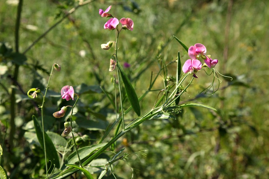 Image of Lathyrus sylvestris specimen.