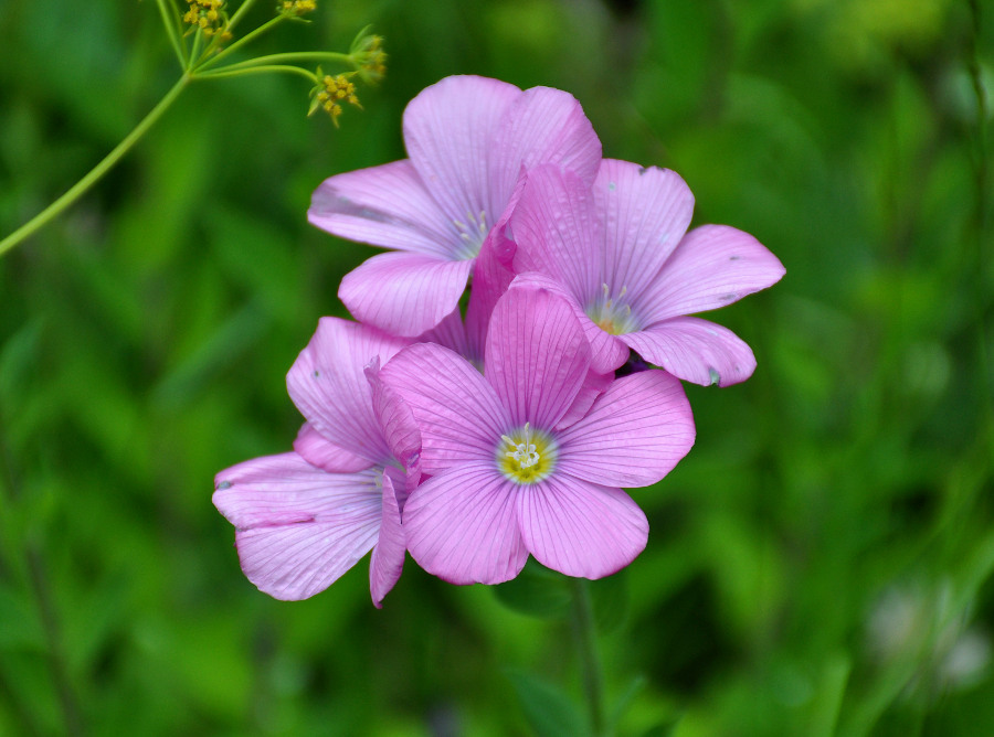 Image of Linum hypericifolium specimen.