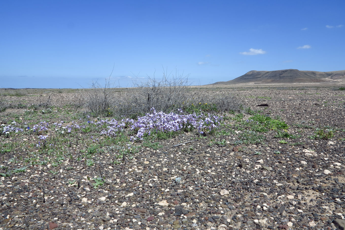 Изображение особи Matthiola fruticulosa var. bolleana.