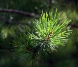 Pinus sylvestris. Верхушка побега с сформировавшимися иглами и почкой роста. Московская обл., Раменский р-н, окр. дер. Хрипань, садовый участок. 08.08.2016.