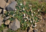 Oberna uniflora. Цветущие растения. Исландия, южное побережье, мыс Дирхолаэй, каменистый склон. 03.08.2016.