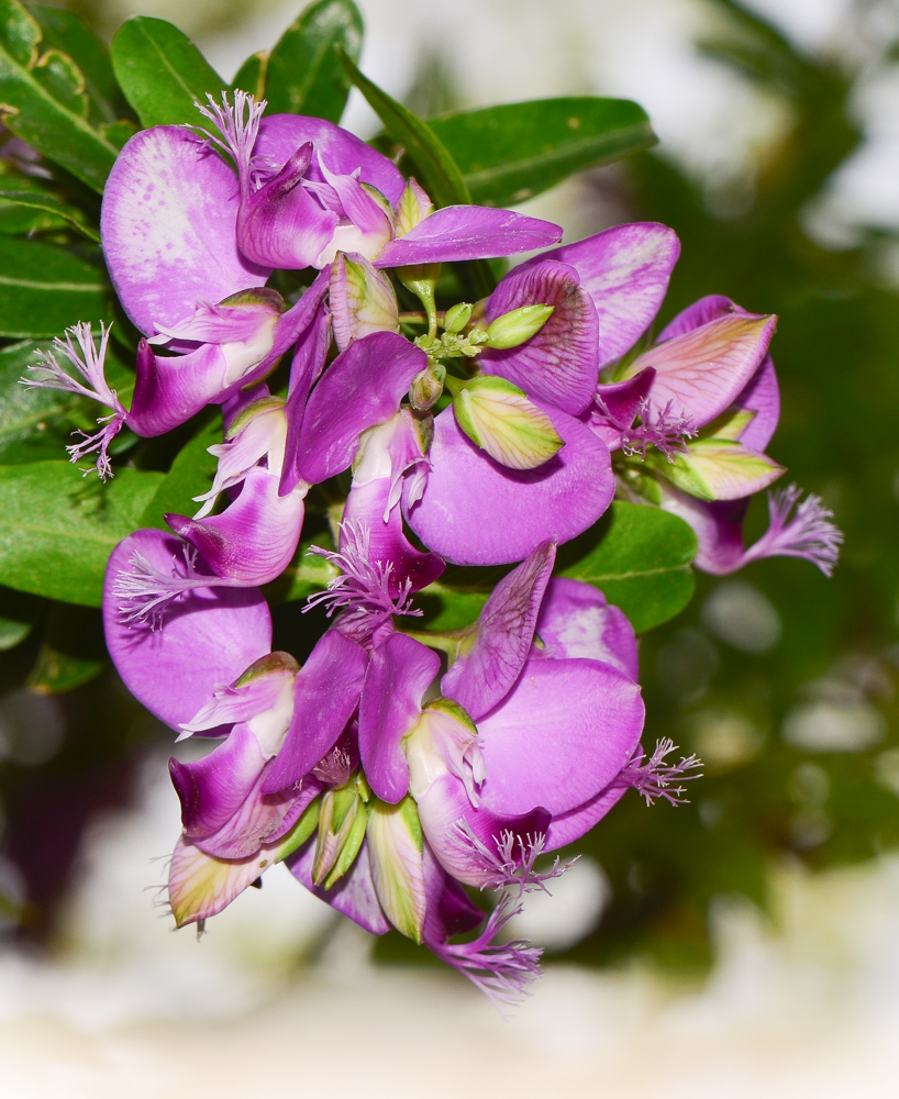 Изображение особи Polygala myrtifolia.