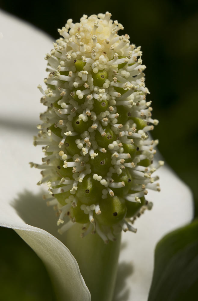 Image of Calla palustris specimen.