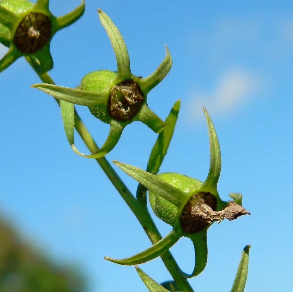 Image of Campanula rapunculoides specimen.