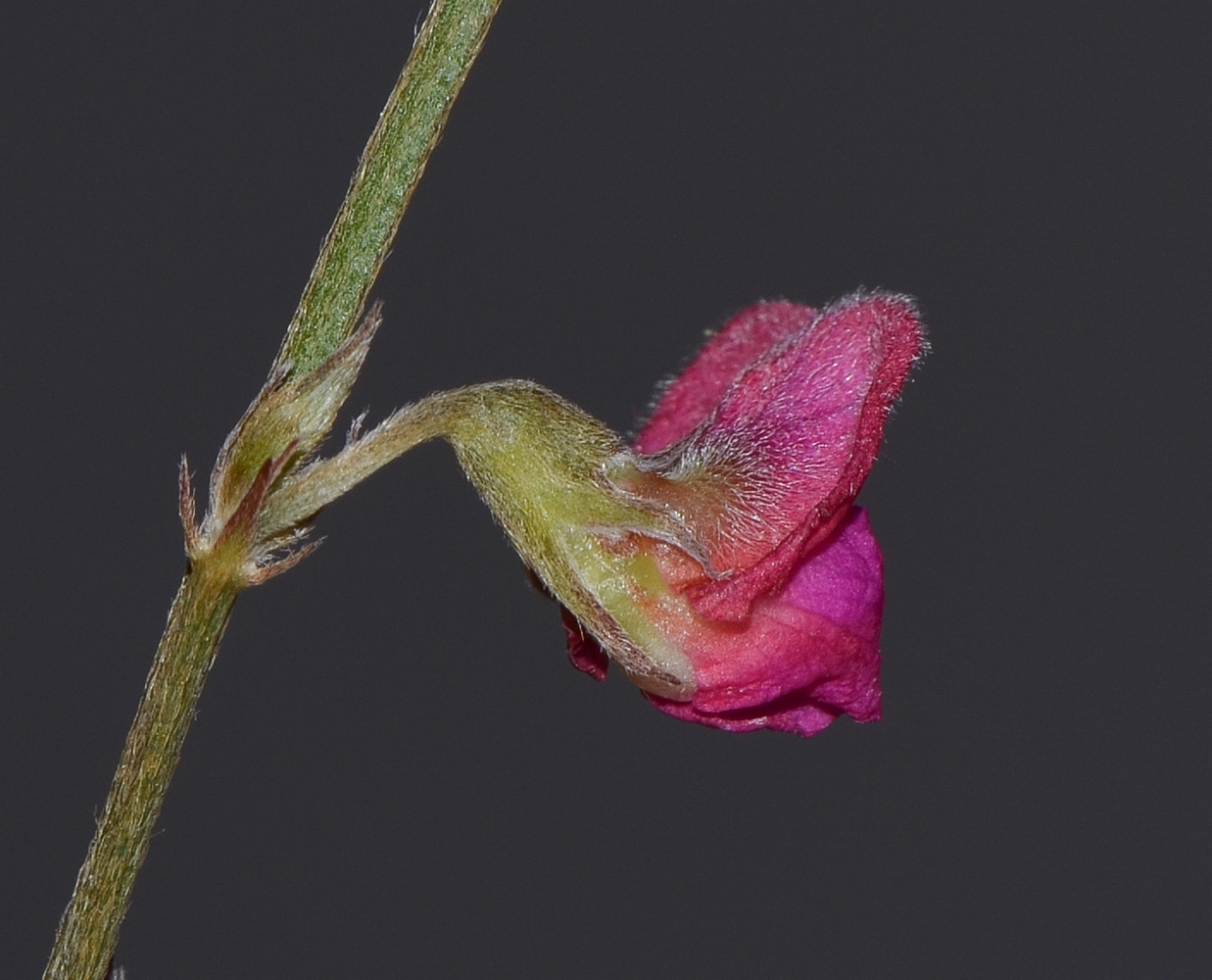 Image of Tephrosia apollinea specimen.