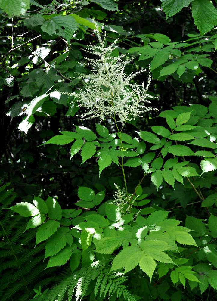 Изображение особи Aruncus sylvestris.