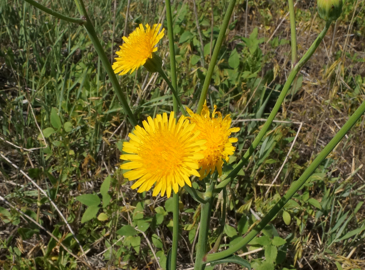 Image of Sonchus arvensis ssp. uliginosus specimen.