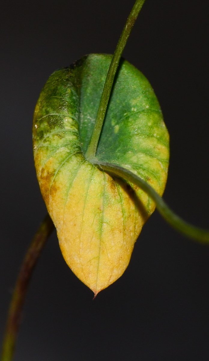 Image of Bupleurum subovatum specimen.