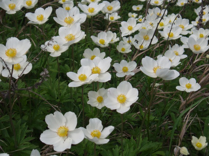 Image of Anemone sylvestris specimen.