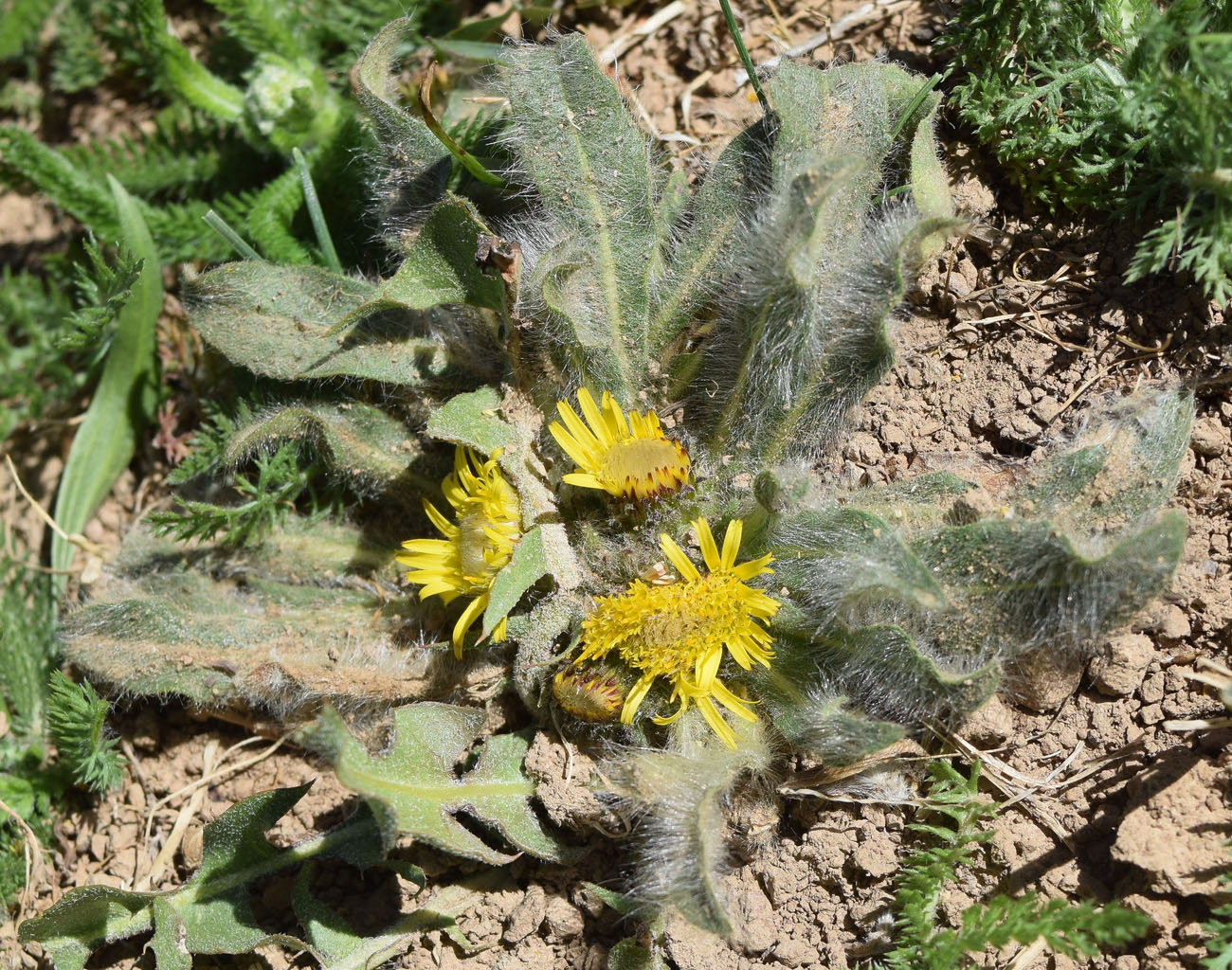 Image of Inula rhizocephala specimen.