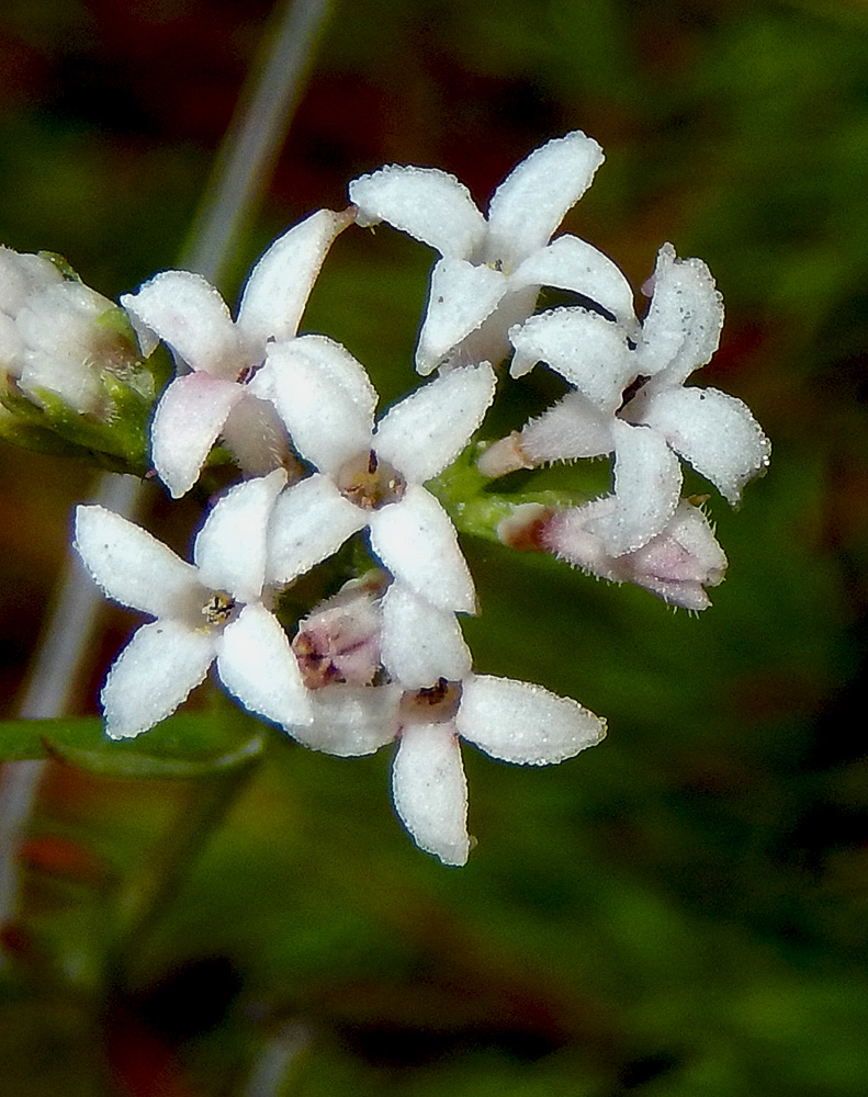 Image of Asperula lipskyana specimen.