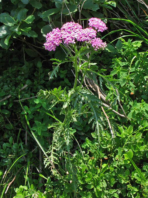 Изображение особи Achillea carpatica.