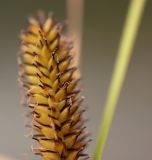 Carex pamirica подвид dichroa