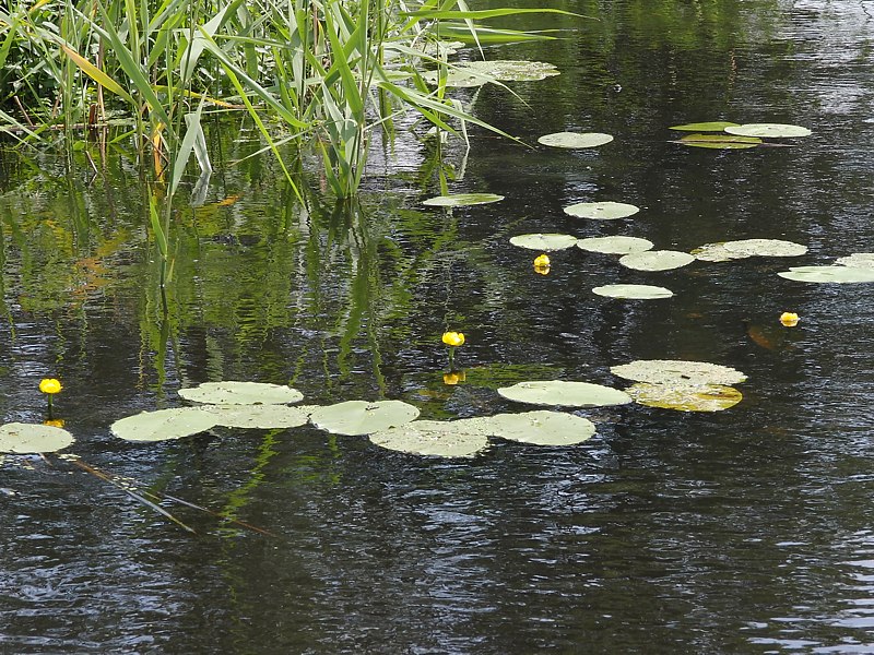 Image of Nuphar lutea specimen.