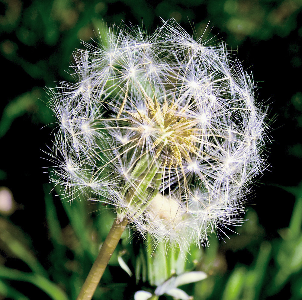 Image of Taraxacum microlobum specimen.