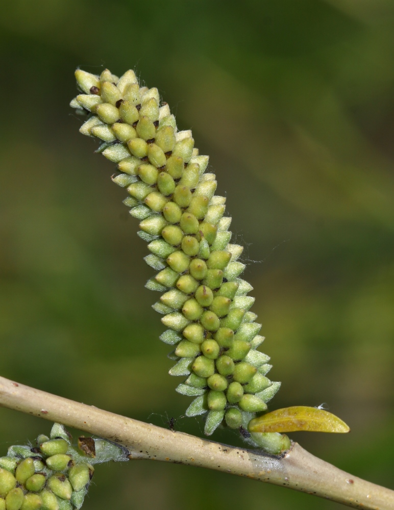 Image of Salix miyabeana specimen.