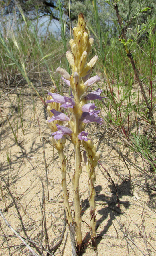 Image of Phelipanche arenaria specimen.