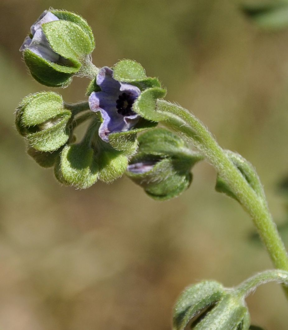 Image of Cynoglossum creticum specimen.