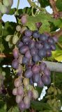 Vitis vinifera. Соплодие с незрелыми плодами (сорт \"Чарос\"). Узбекистан, г. Андижан, частный двор, в культуре. 24.07.2017.