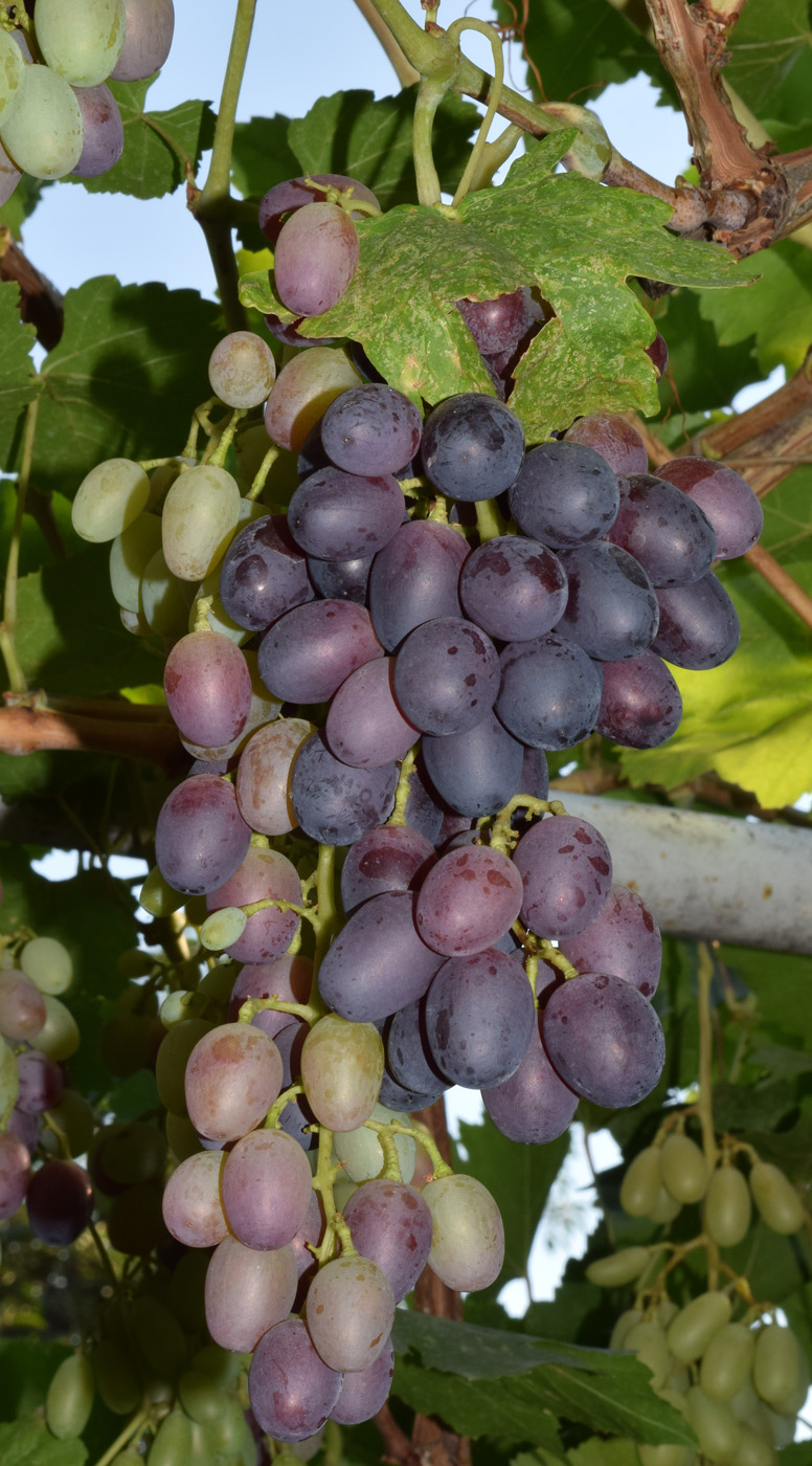 Image of Vitis vinifera specimen.